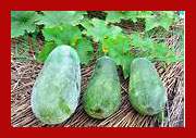 ash gourd